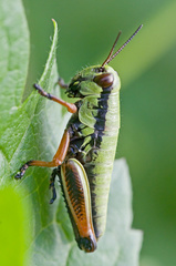 Micropodisma salamandra