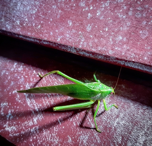 Philophyllia guttulata