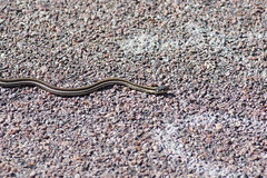 Thamnophis cyrtopsis cyrtopsis