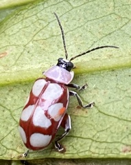 Omophoita magniguttis