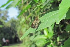 Callimormus interpunctata