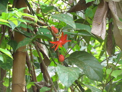 Passiflora quadrifaria