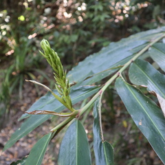 Alpinia arctiflora