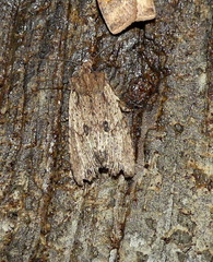 Lithophane patefacta