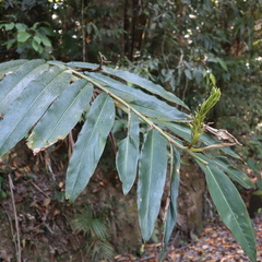 Alpinia arctiflora