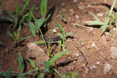 Hyla wrightorum