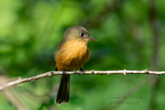 Contopus latirostris