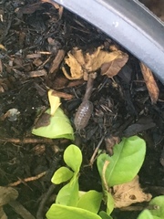Armadillidium vulgare