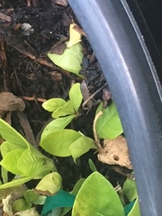 Armadillidium vulgare