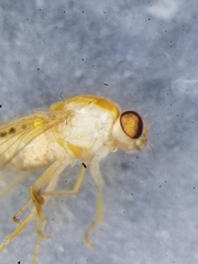 Chyromyidae