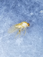 Chyromyidae