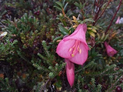 Philesia magellanica