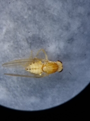 Chyromyidae
