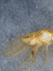 Chyromyidae