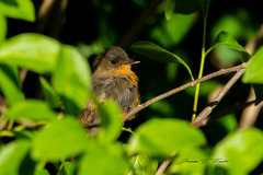 Contopus latirostris