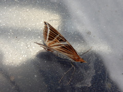 Phrataria transcissata