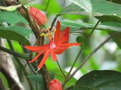 Passiflora quadrifaria