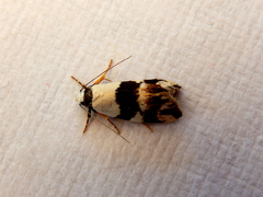 Zonopetala decisana