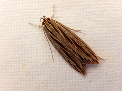Leistarcha scitissimella