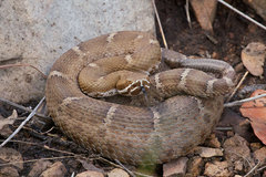 Crotalus willardi willardi