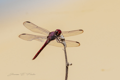 Orthemis macrostigma