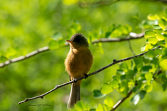 Contopus latirostris