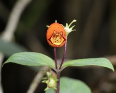 Seemannia sylvatica