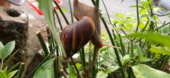 Lissachatina fulica