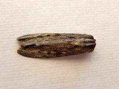 Capusa senilis