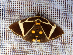 Fodina ostorius