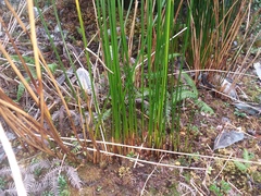 Marsippospermum grandiflorum