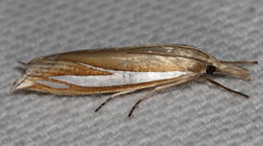 Crambus satrapellus