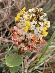 Byrsonima variabilis