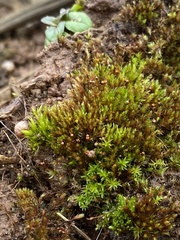 Imbribryum subapiculatum