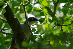Cinclocerthia gutturalis macrorhyncha