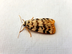 Hectobrocha pentacyma