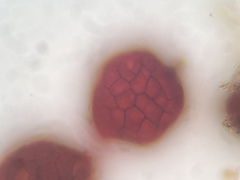 Imbribryum subapiculatum