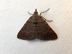 Dichromodes obtusata