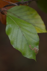 Stigmella hemargyrella