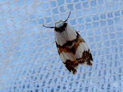 Thallarcha albicollis