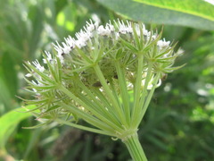 Seseli condensatum