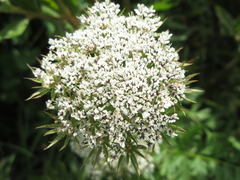 Seseli condensatum
