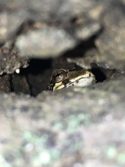 Hyla japonica