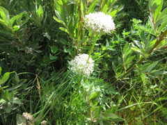 Seseli condensatum
