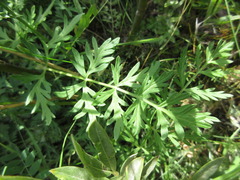 Seseli condensatum