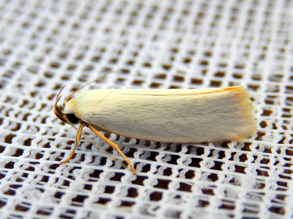 Xylorycta argentella