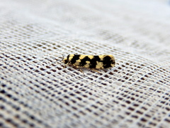 Lichenaula melanoleuca