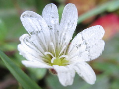 Cerastium pusillum