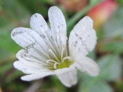 Cerastium pusillum