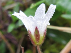 Cerastium pusillum